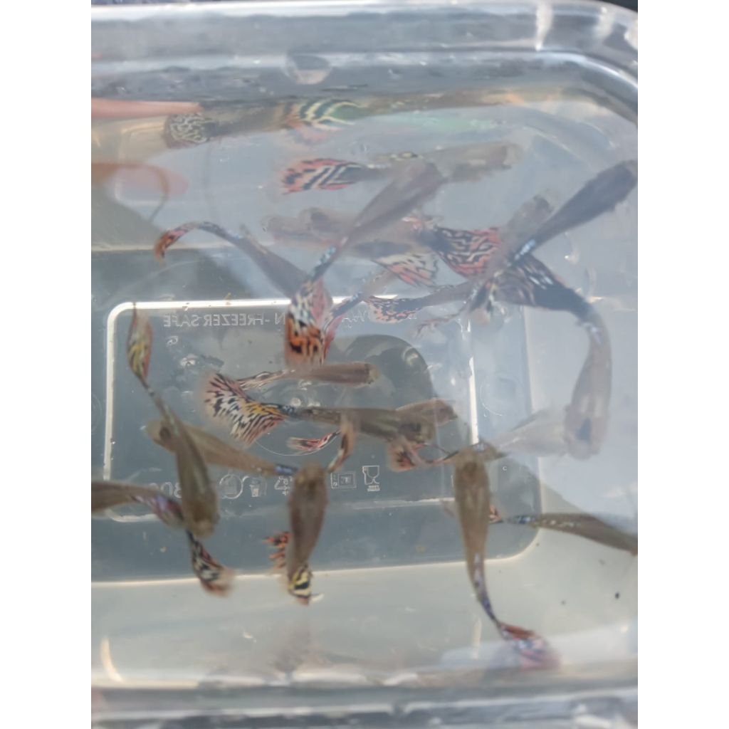 sepasang guppy cobra