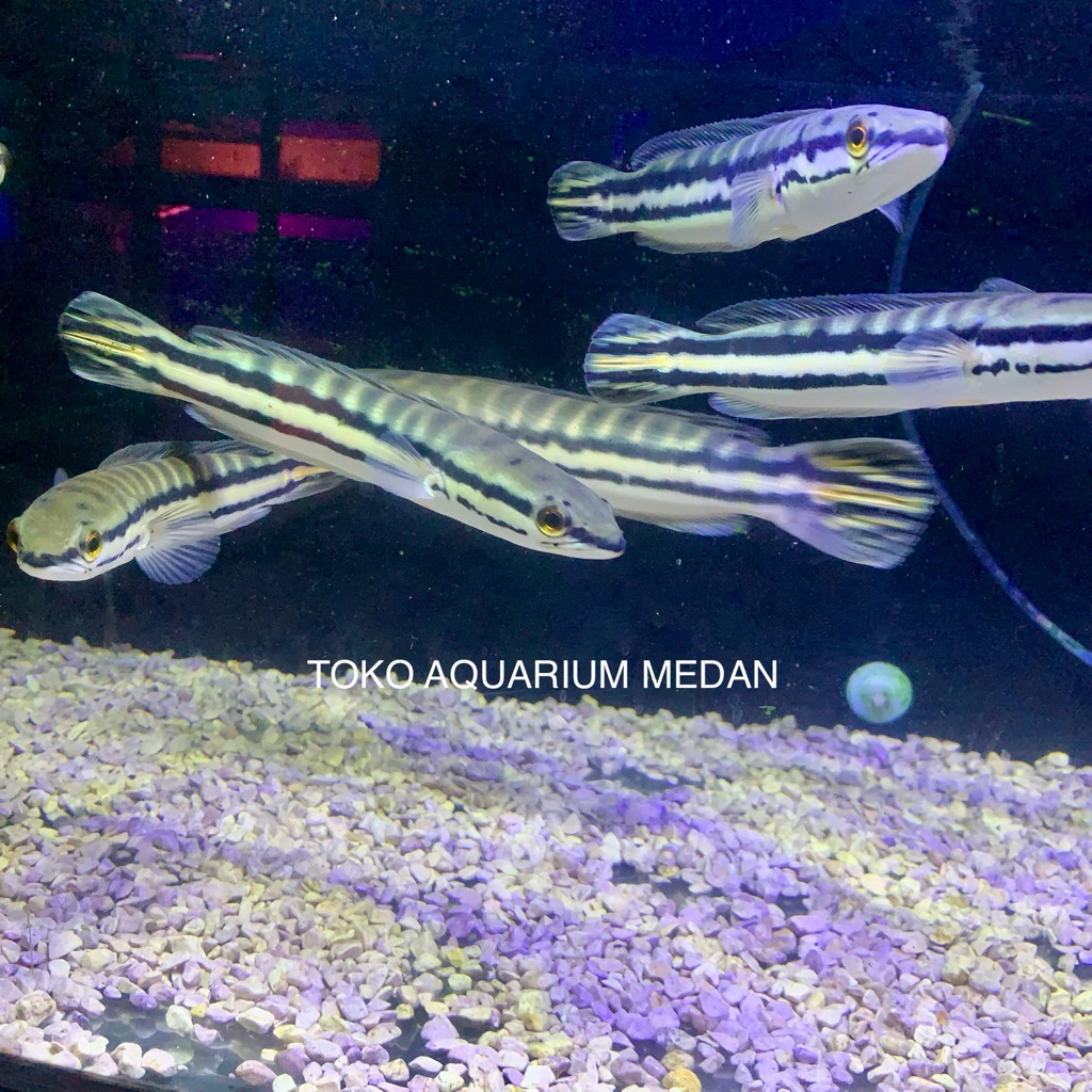 IKAN HIAS Aquarium Toman Ikan Hias - Warna Cantik