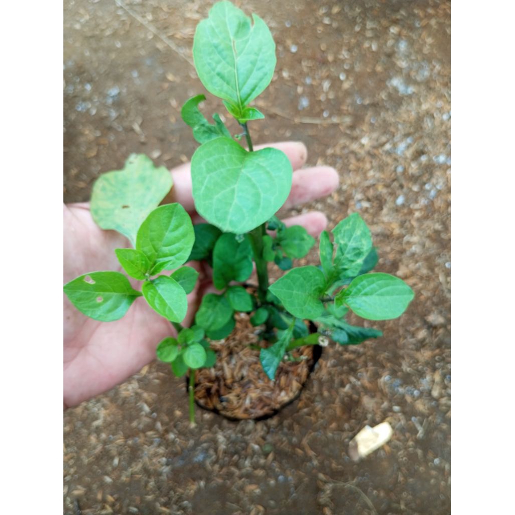 leunca/tanaman leunca/lalapan bahan