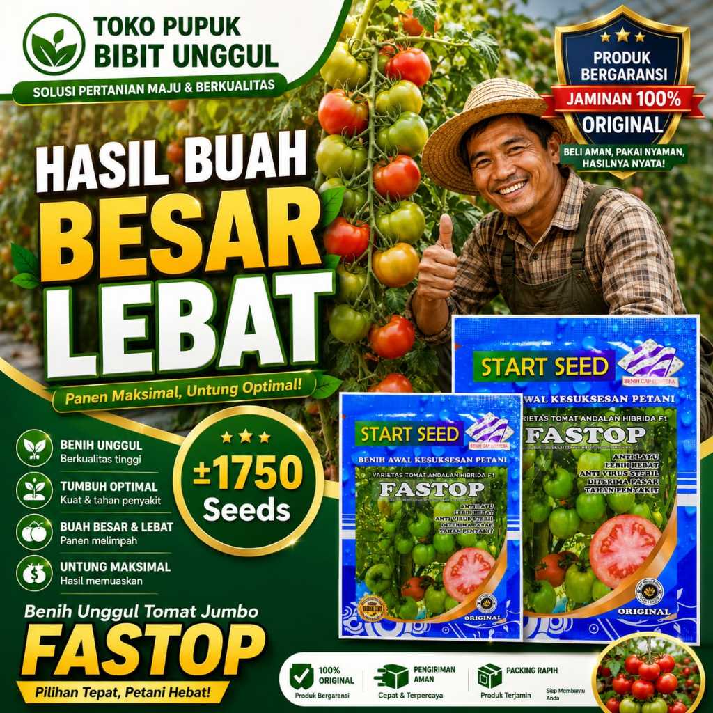 FASTOP bibit tomat besar unggul benih tomat jumbo benih tomat besar