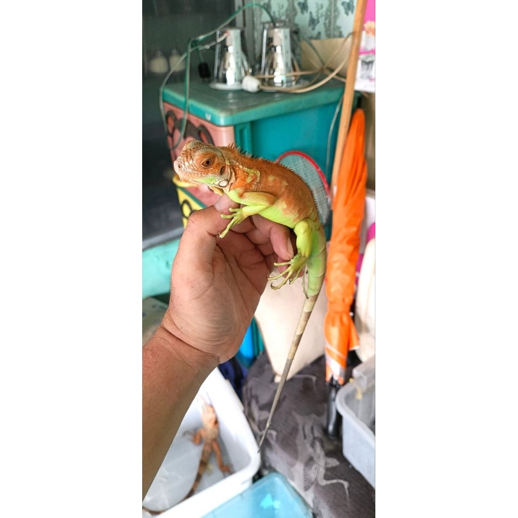 iguana super red gemoy