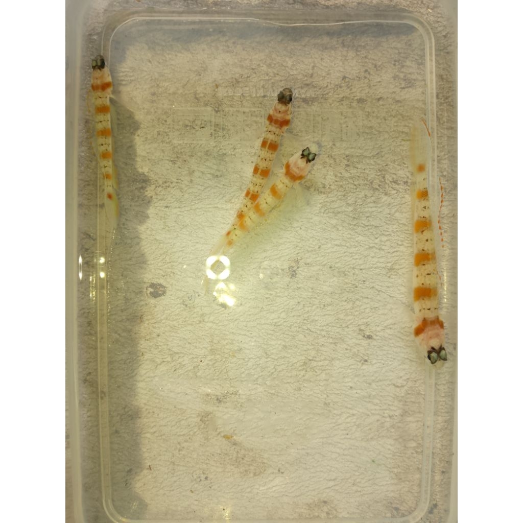 Ikan Hias Air Laut Jabing Strip Orange (Orange Bar Goby)