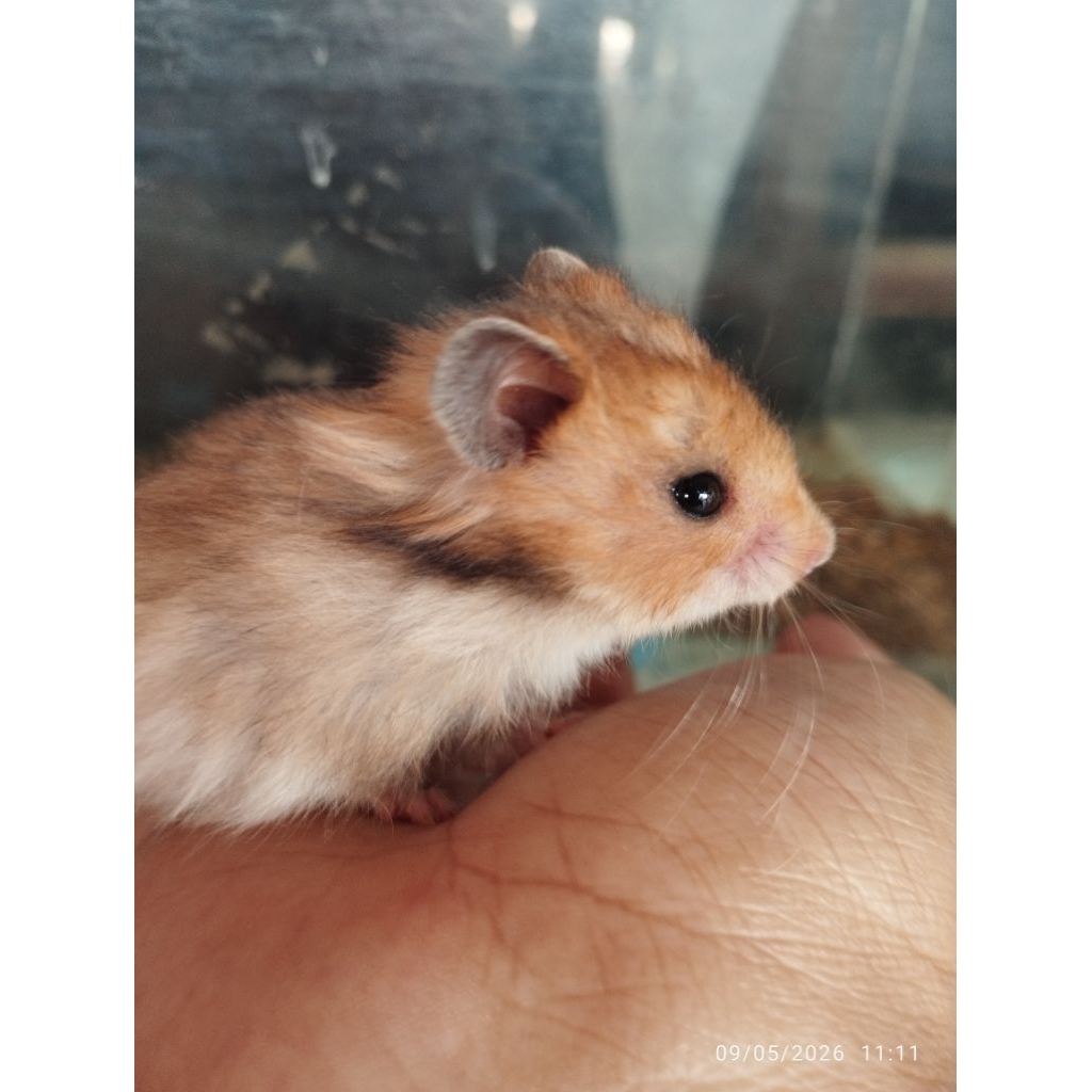 HAMSTER SYRIAN SHORT HAIR DAN LONG HAIR
