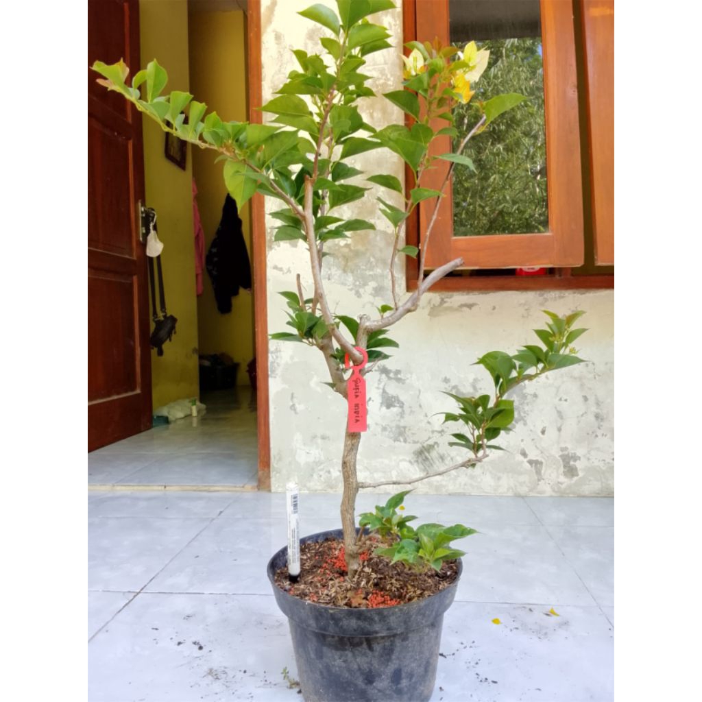 BUGENVIL SUFIA INDIANA