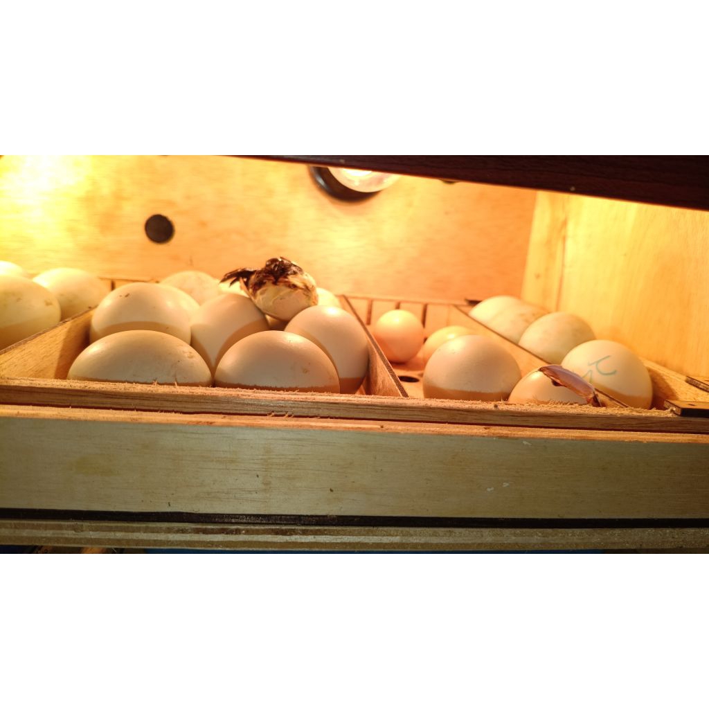 Telur ayam cemani tembean