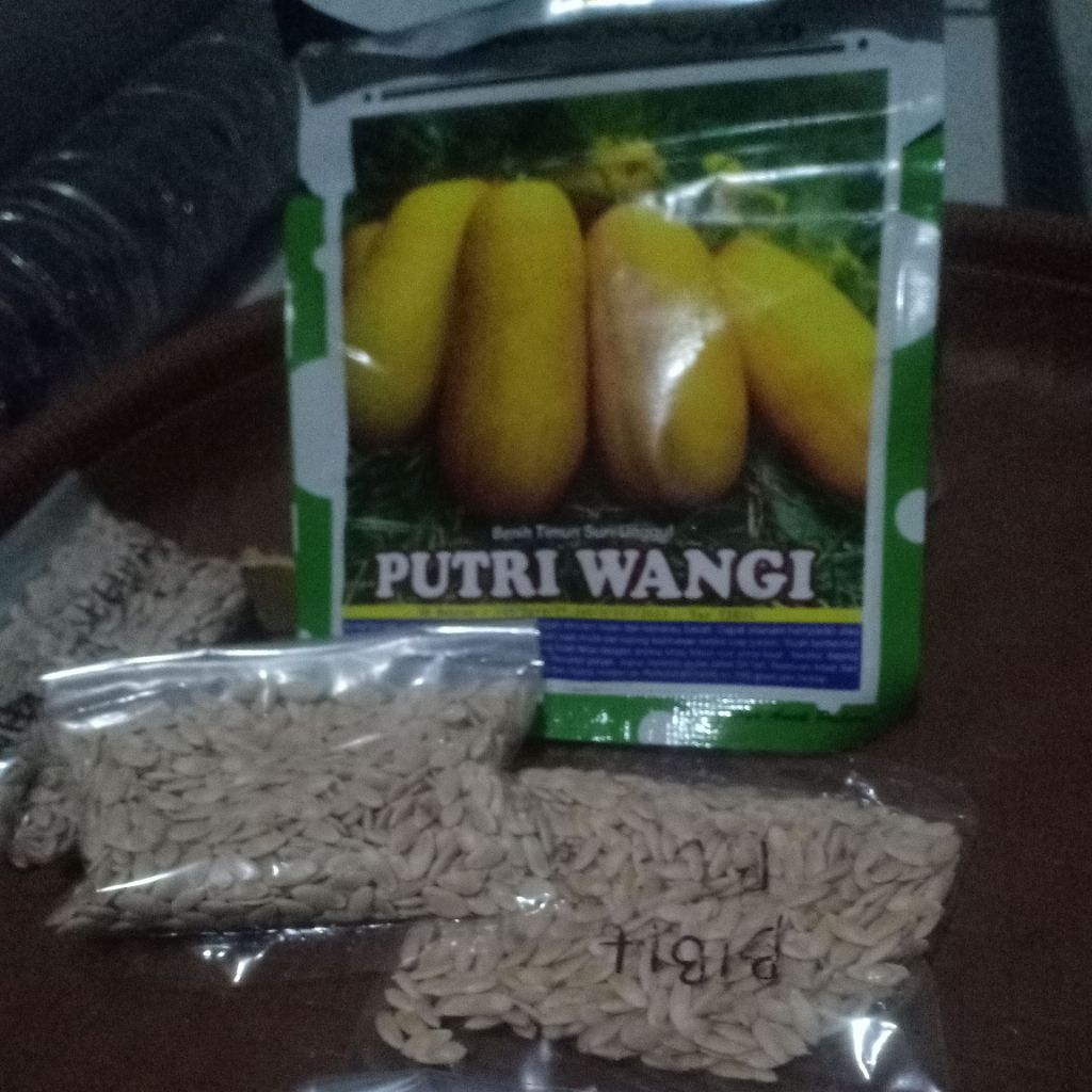 Benih Timun Suri Unggul PUTRI WANGI
