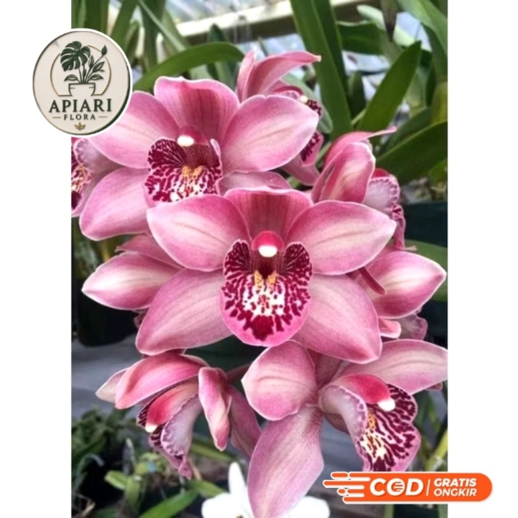 Anggrek Cymbidium Mikivieta Dewasa Siap Bunga/BUNGA ANGGREK/ANGGREK HIDUP/BUNGA HIDUP/BUNGA ...