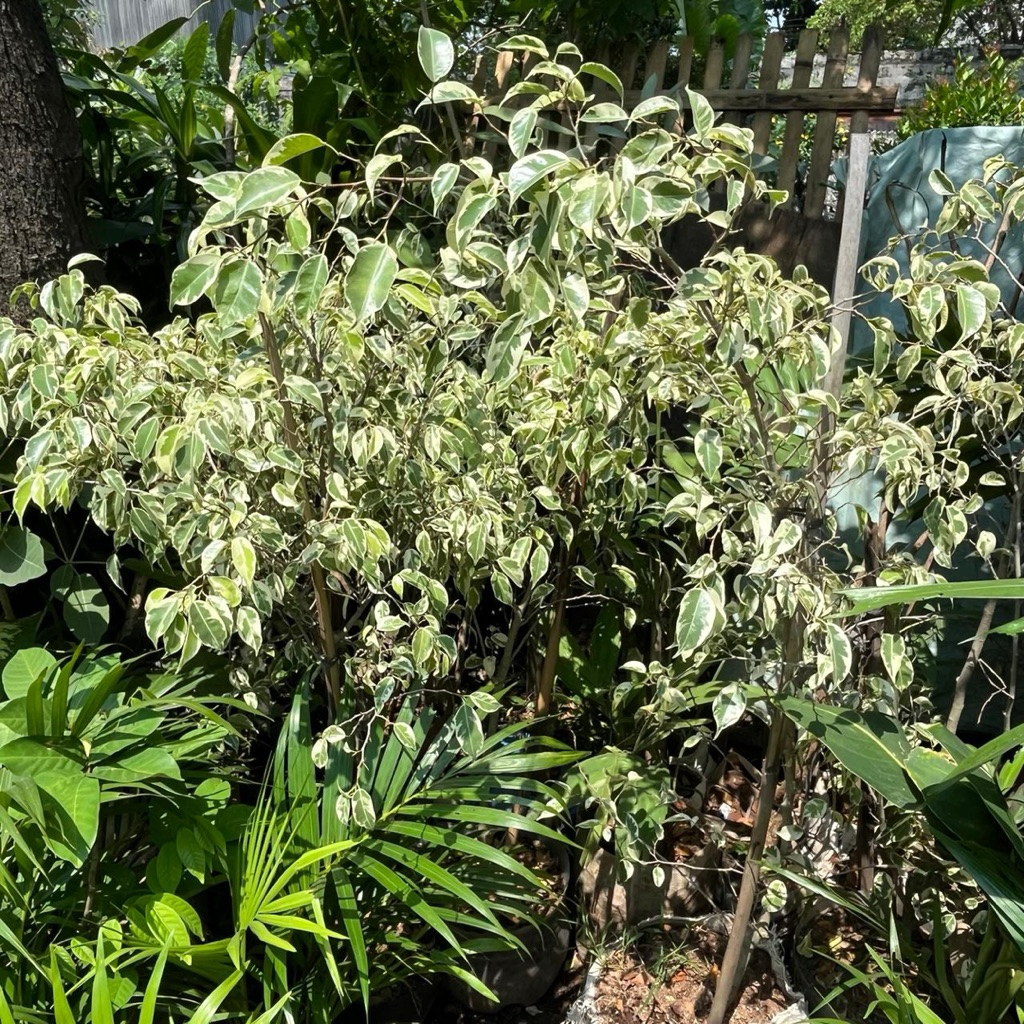 tanaman hias beringin varigata - pohon beringin putih // pohon beringin variegata
