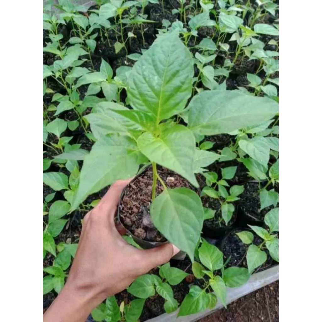 bibit cabe rawit ORI 212
