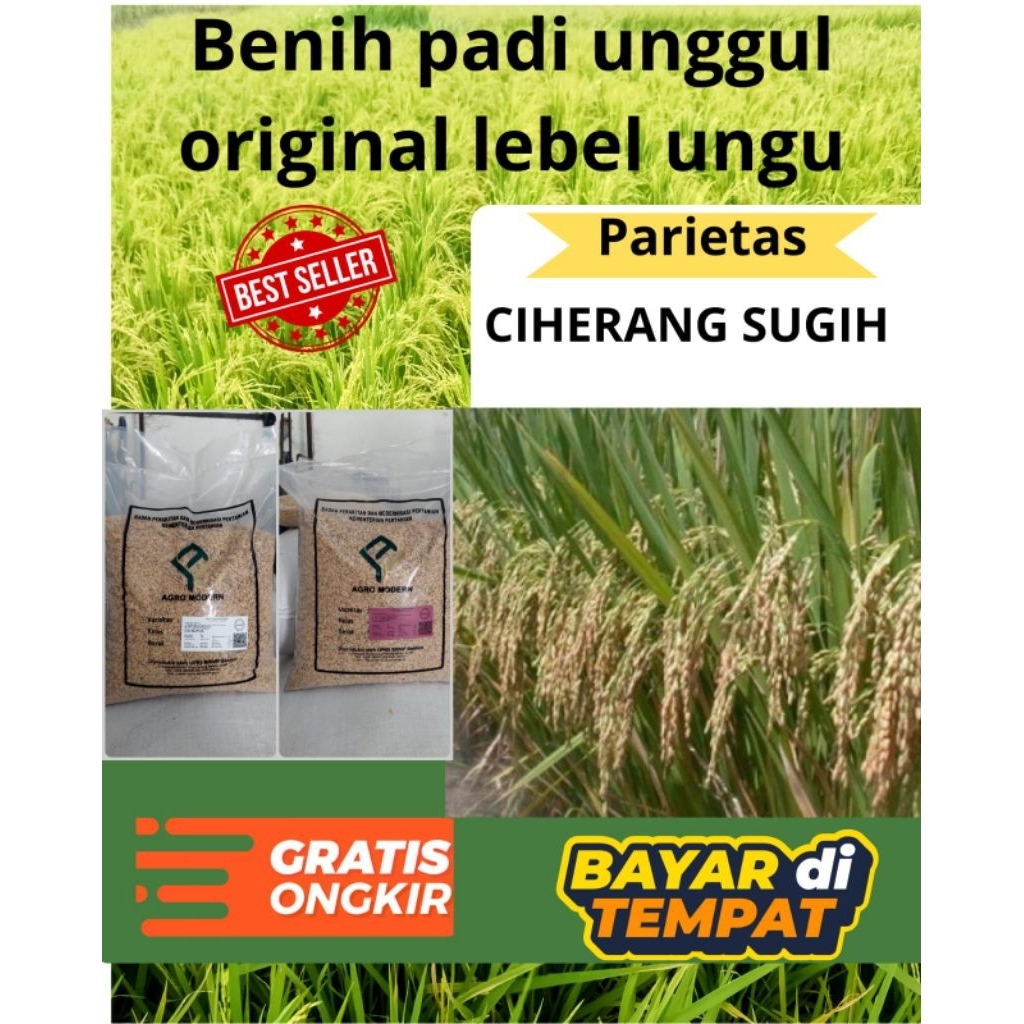 benih padi original CIHERANG bersertipikat asli/ benih padi unggul ciherang kemasan 5 kg