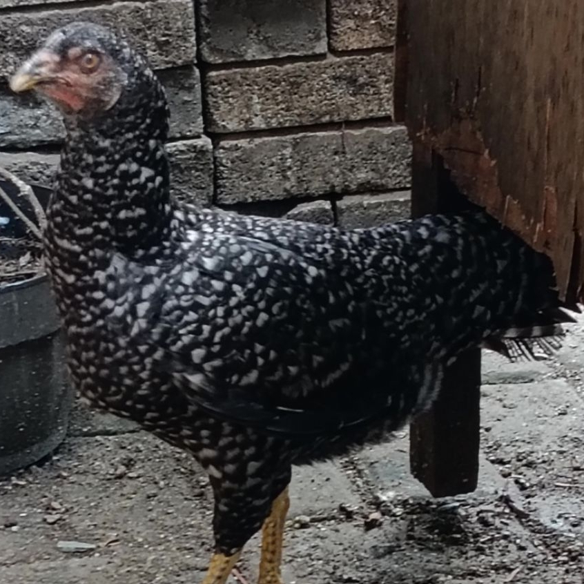Ayam Betina Birma x Bangkok x Cemani Siap Produksi Arafarm