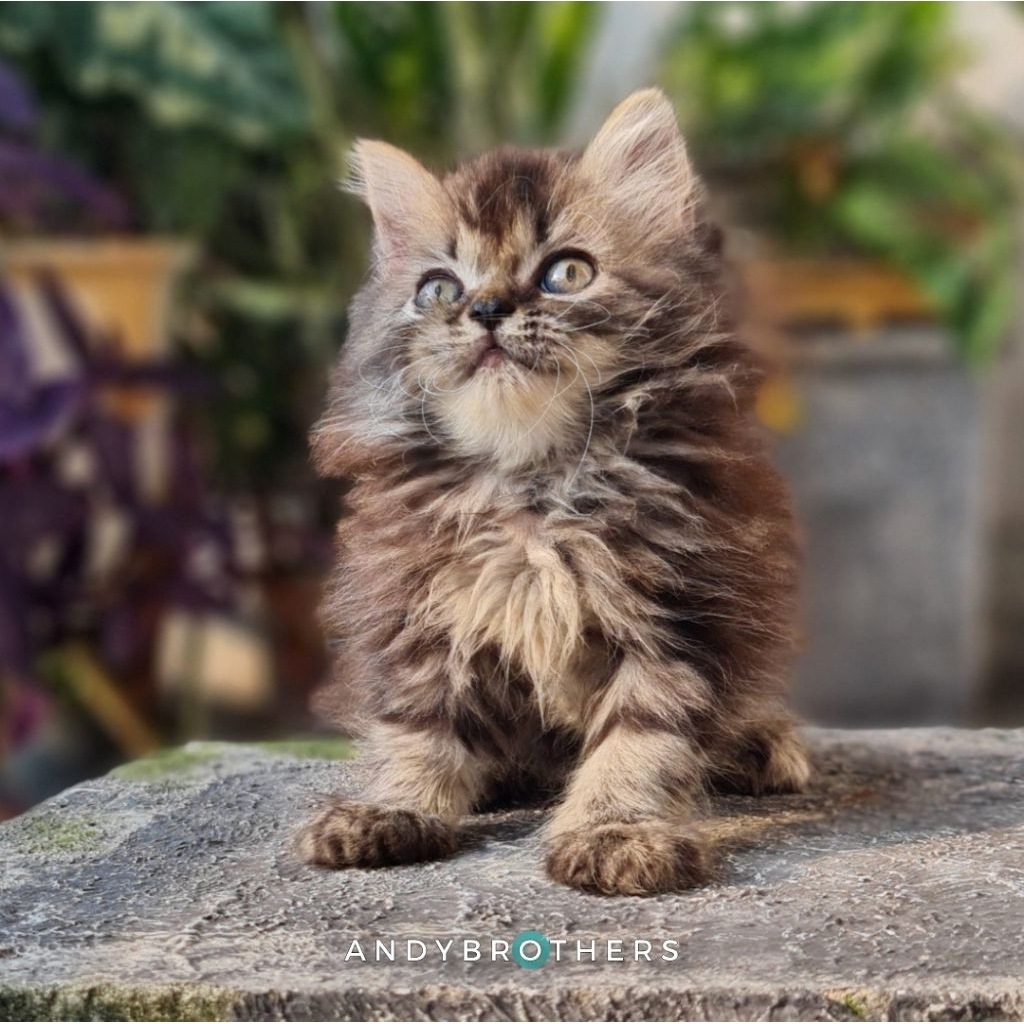 LEPAS ADOPSI Kucing Kitten Persia Flatnose x Peaknose Longhair Grey Tabby - Betina