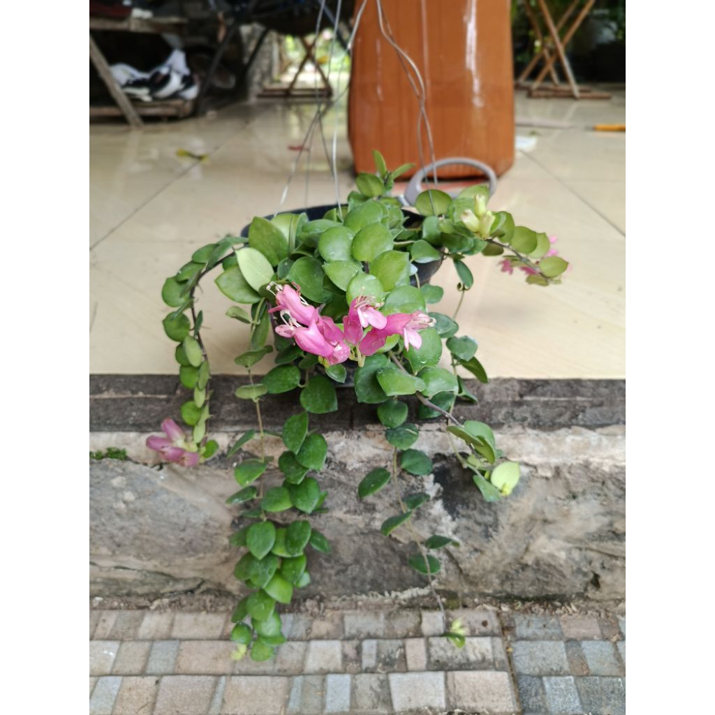 Tanaman agantung Lipstik Pink / bunga gantung menjuntai / bunga gantung merah muda