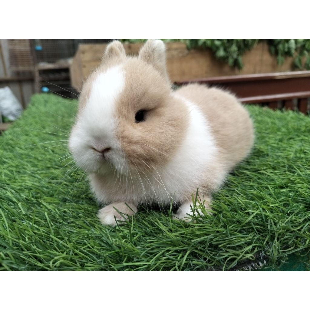 Kelinci Mini Dwarf Viena