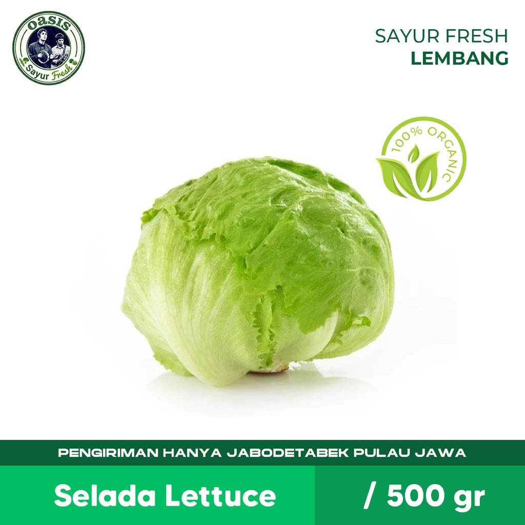 selada lettuce ice breg