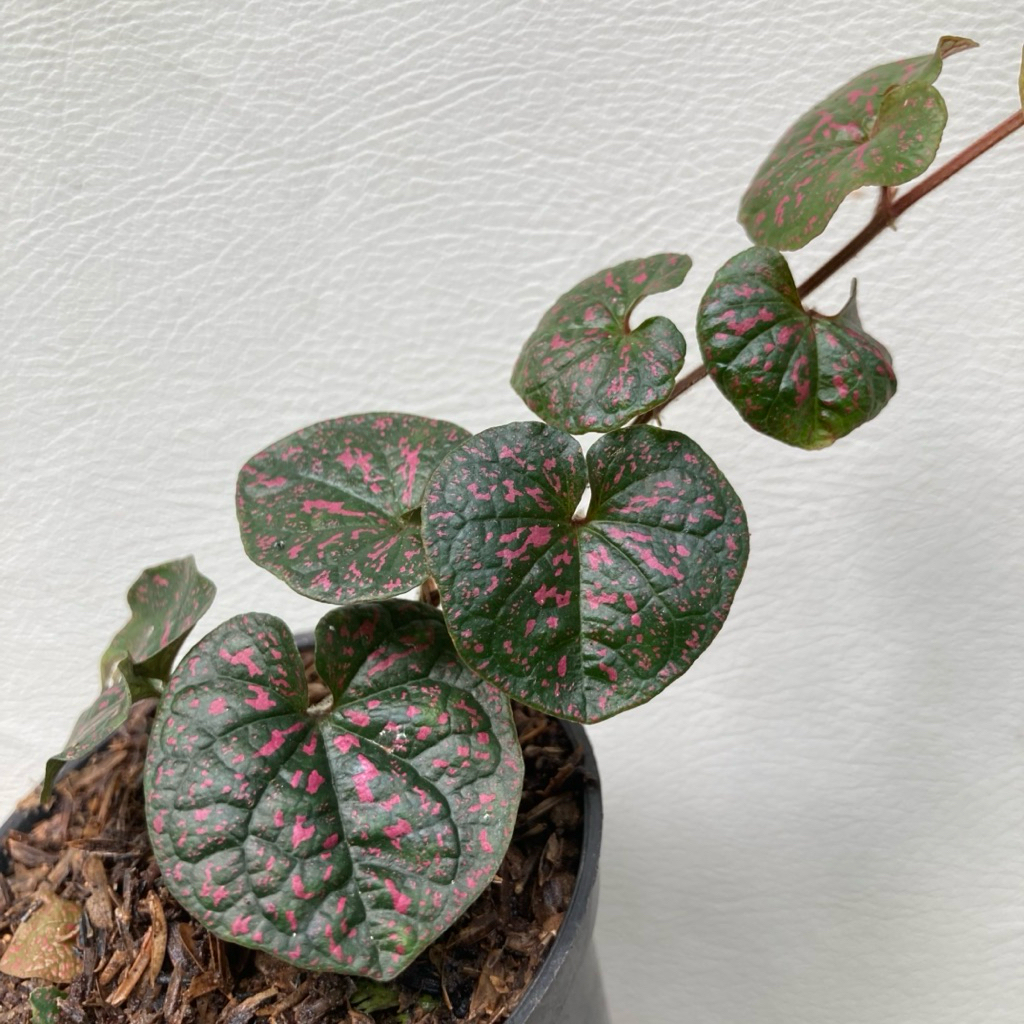 Piper sp. Papua Black Pink / Sirih Papua / Tanaman Hias / Tanaman langka / Paludarium / Terrarium