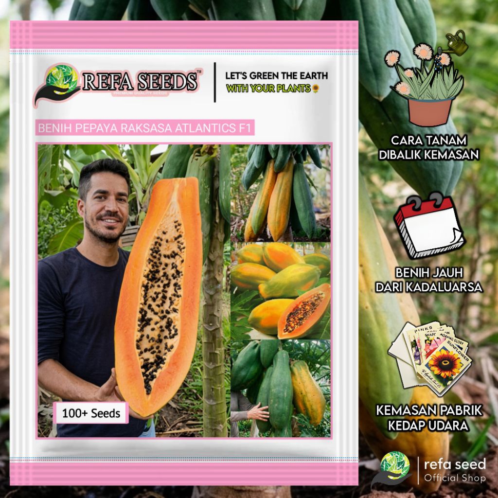 100 Biji Benih Pepaya Raksasa Atlantic's F1 | Buah Besar & Manis | Mudah Panen | Fresh Benih