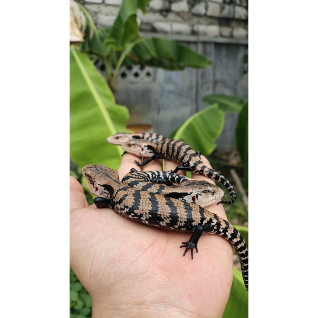 BLUE TONGUE SKINK / PANANA HALMA
