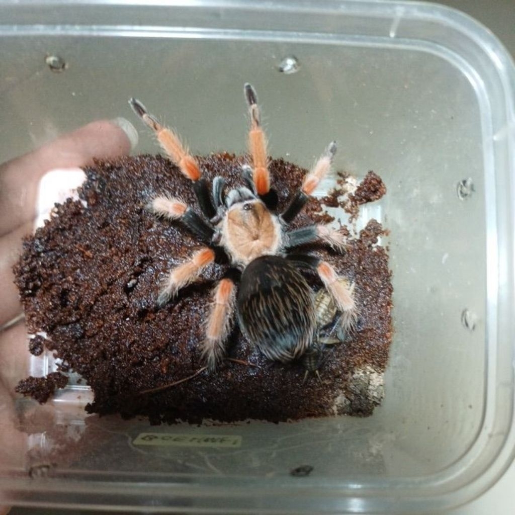 Mainan Brachypelma Boehmei( 6-7cm )