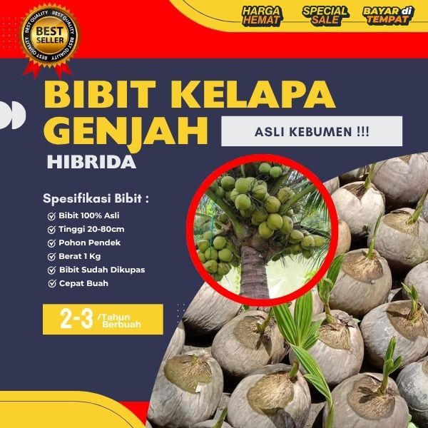 PALING MURAH  Pohon Kelapa Hibrida Bersertifikat, Pohon Kelapa Hibrida Buah Besar, Pohon Kelapa Hibr