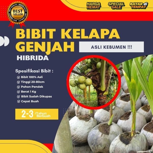 DICARI-CARI  Pohon Kelapa Hibrida F1, Pohon Kelapa Hibrida Genjah, Pohon Kelapa Hibrida Hijau