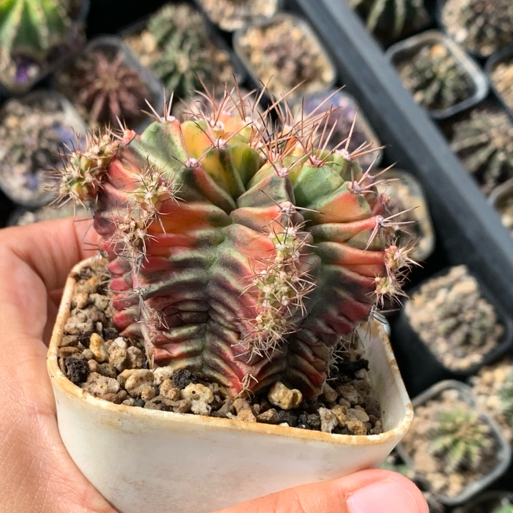 r3b Gymnocalycium mihanovichii root beer rootbeer hybrid gymno id var hybrid varigata kaktus gymno m