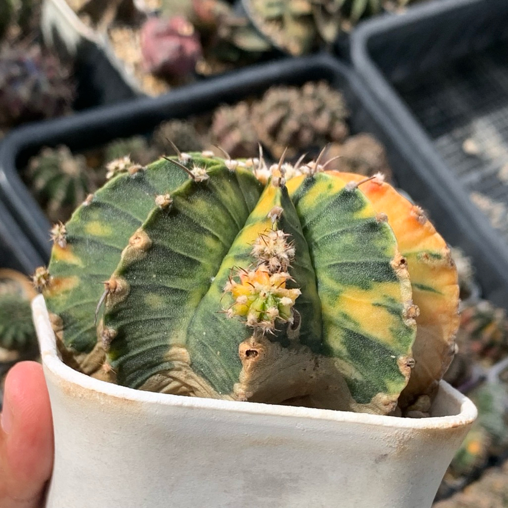vl91 gymno lb var gymnocalycium mihanovichii mihanovichi varigata kaktus tanaman hidup hias gurun ju