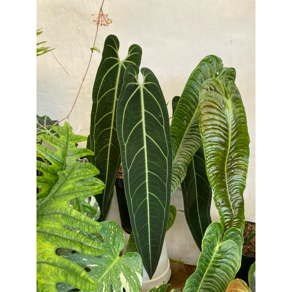 anthurium veitchii narrow
