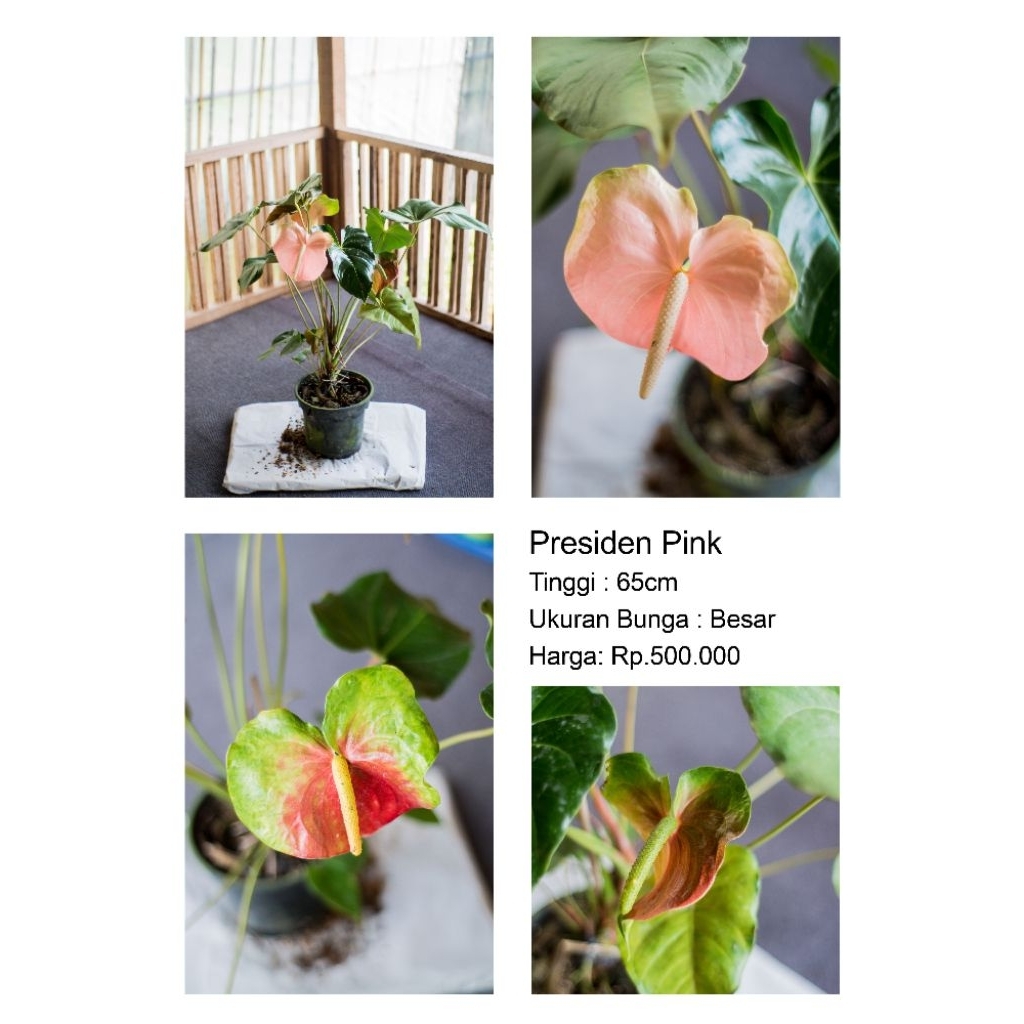 Anthurium bunga Presiden Pink