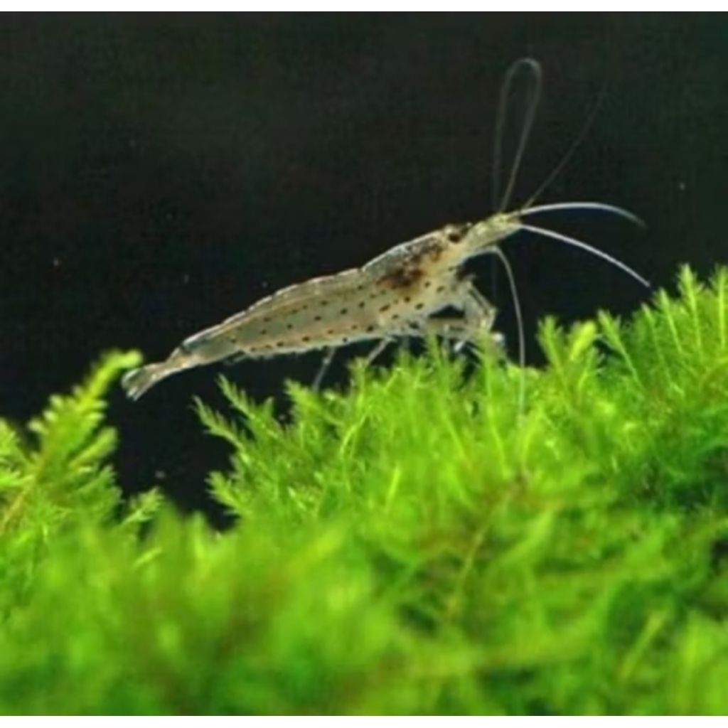 ornamen algae eater udang amano sulawesi