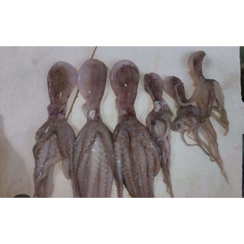 gurita segar 1kg