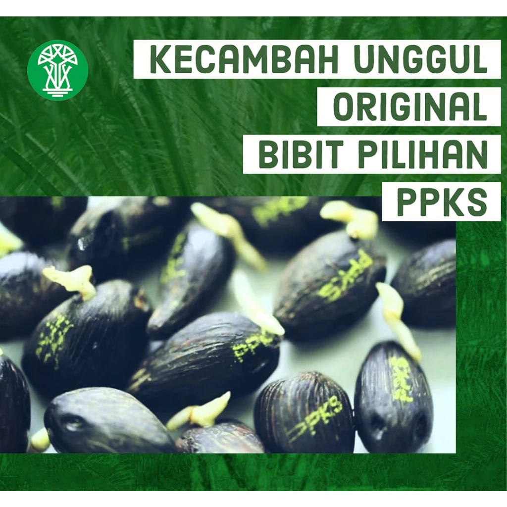 Bibit Sawit Terunggul Kualitas Terbaik Maju Untuk Pertanian Budidaya Sawit