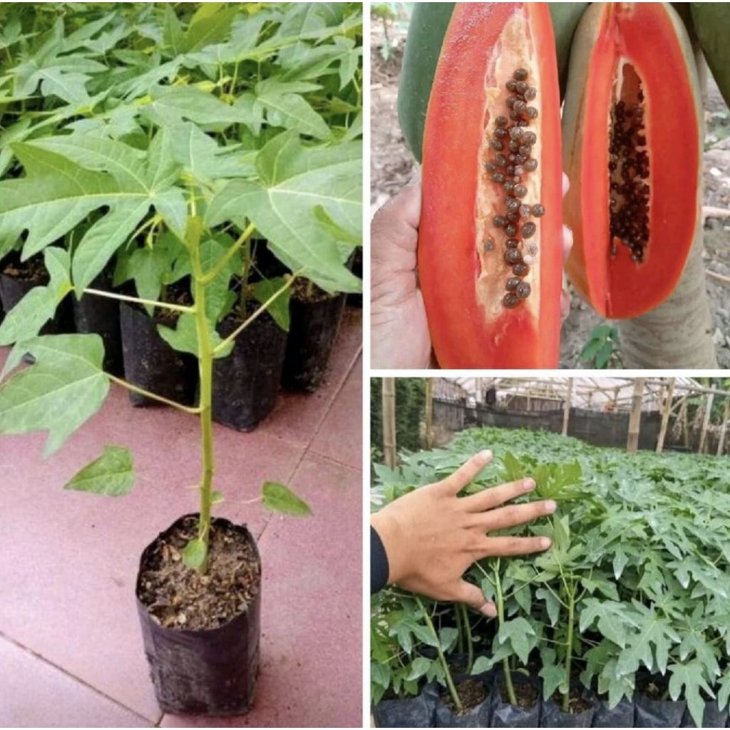 Pohon Pepaya California / Bibit Unggul Pohon Buah Pepaya California