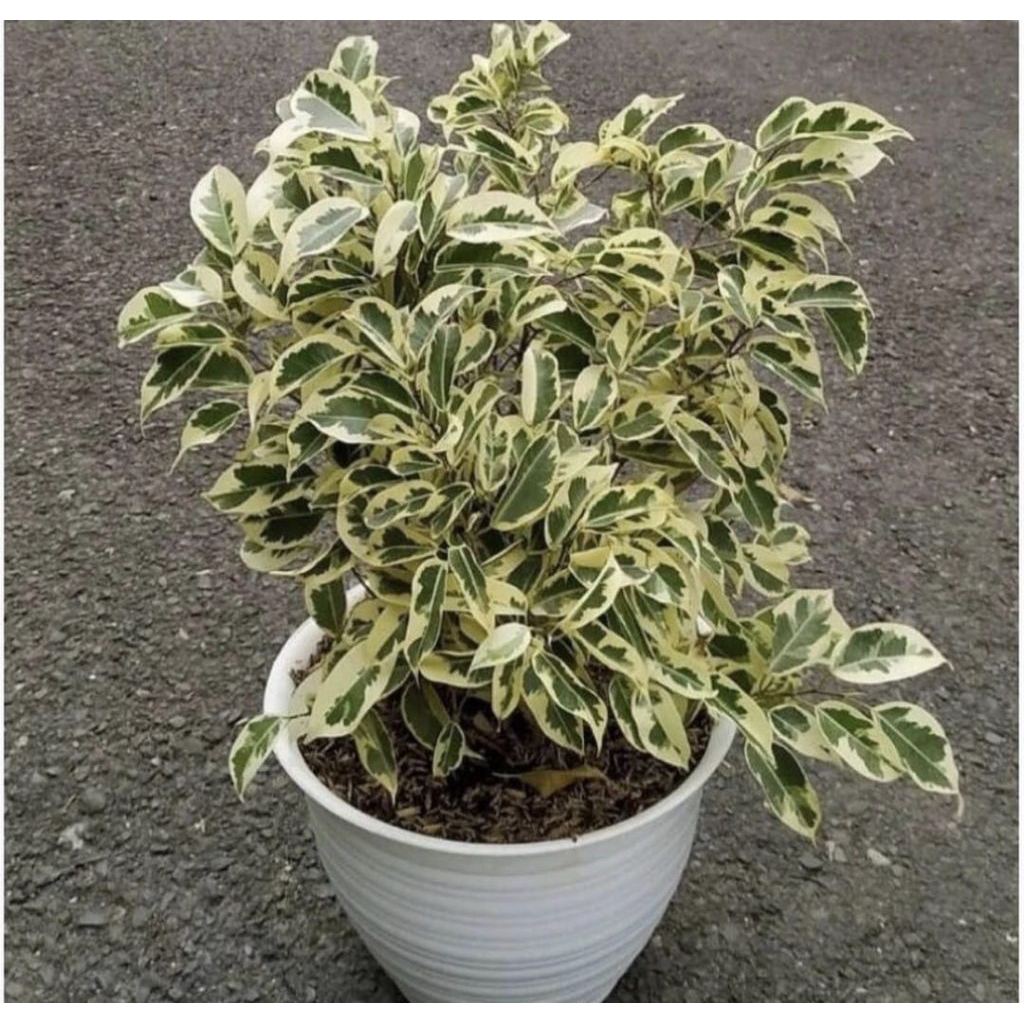 Pohon Beringin Putih Varigata Tanaman Bahan Bonsai Beringin Varigata