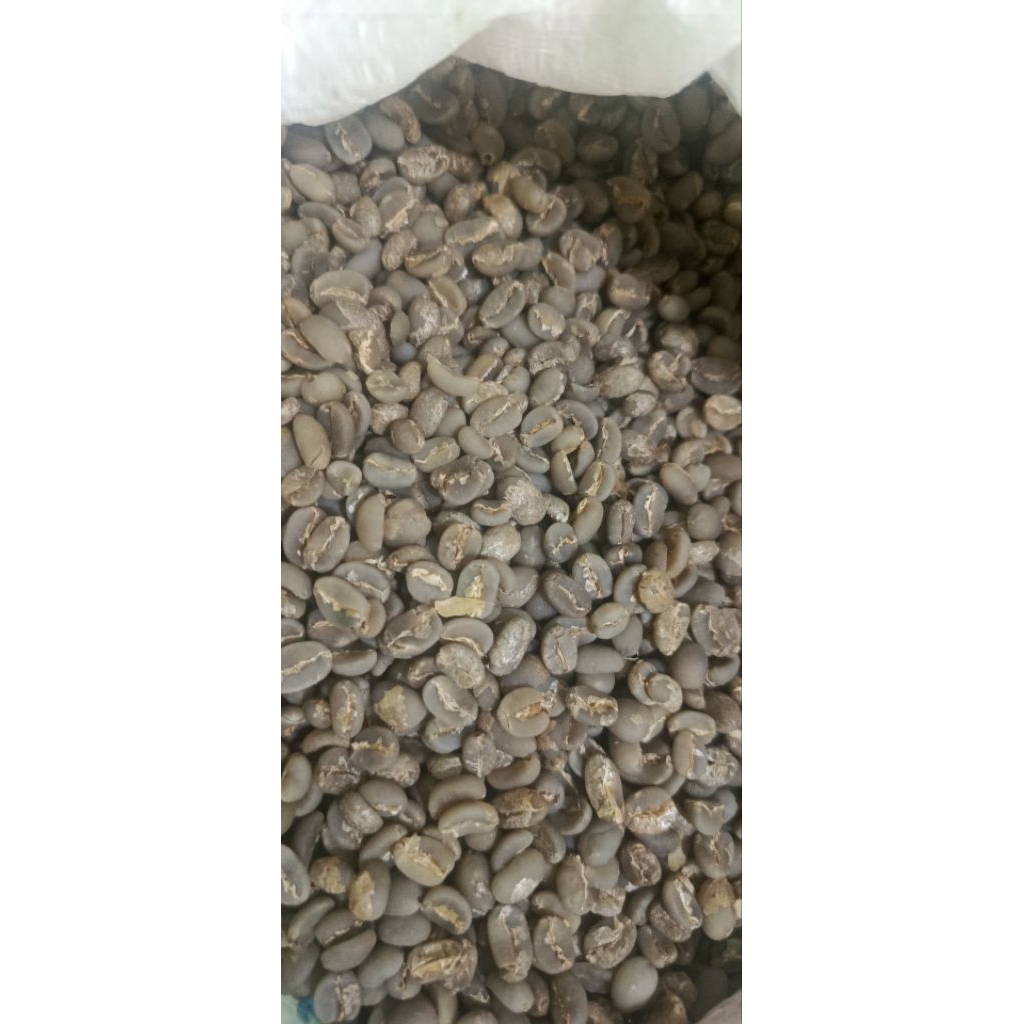 Biji Kopi Hijau Arabika Gayo