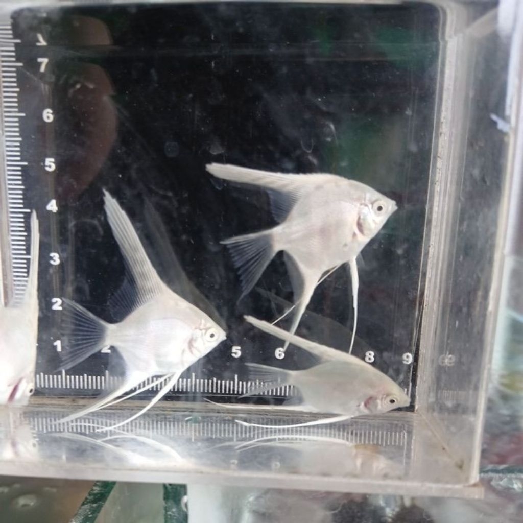 Hiasan Aquarium Ikan Hias Manfish Angelfish Gold / Golden 3-4Cm
