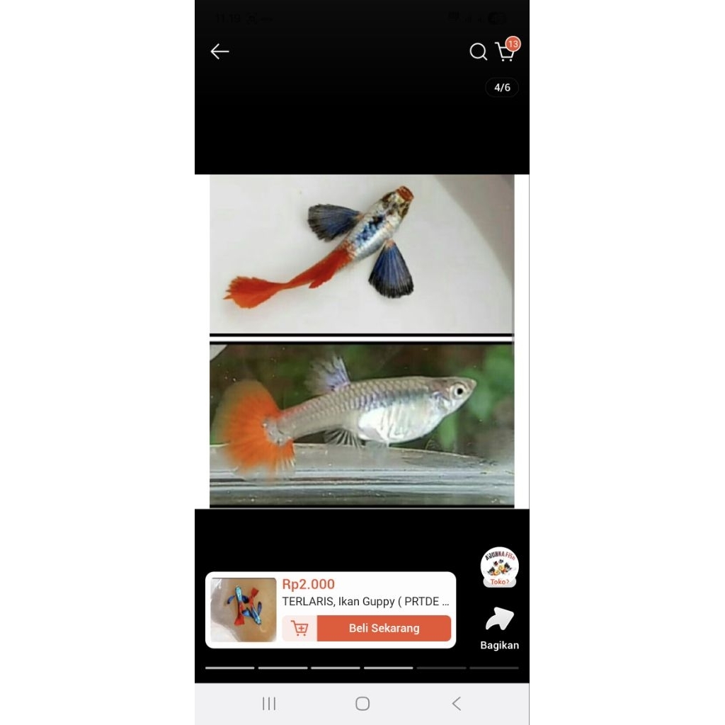GUPPY PRTDE SEPASANG