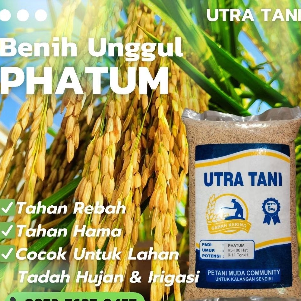 Bibit padi unggul Thailand super PHATUM 5kg UTRA TANI benih padi thailand super 5 kg nasi pulen arom