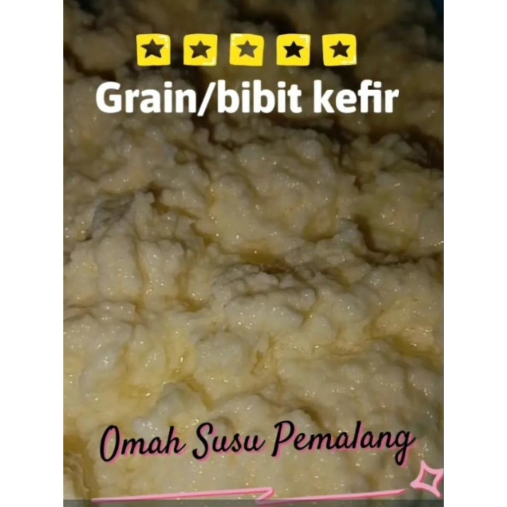 bibit kefir