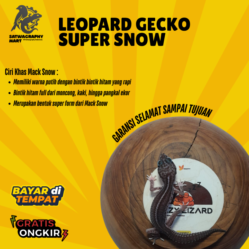 Mainan anak GECKO warna Super Snow, Bukan PIED dan bukan SSR