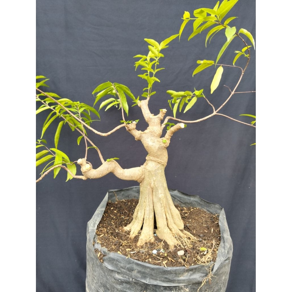 Bahan bonsai anting putri batang putih sesuai gambar
