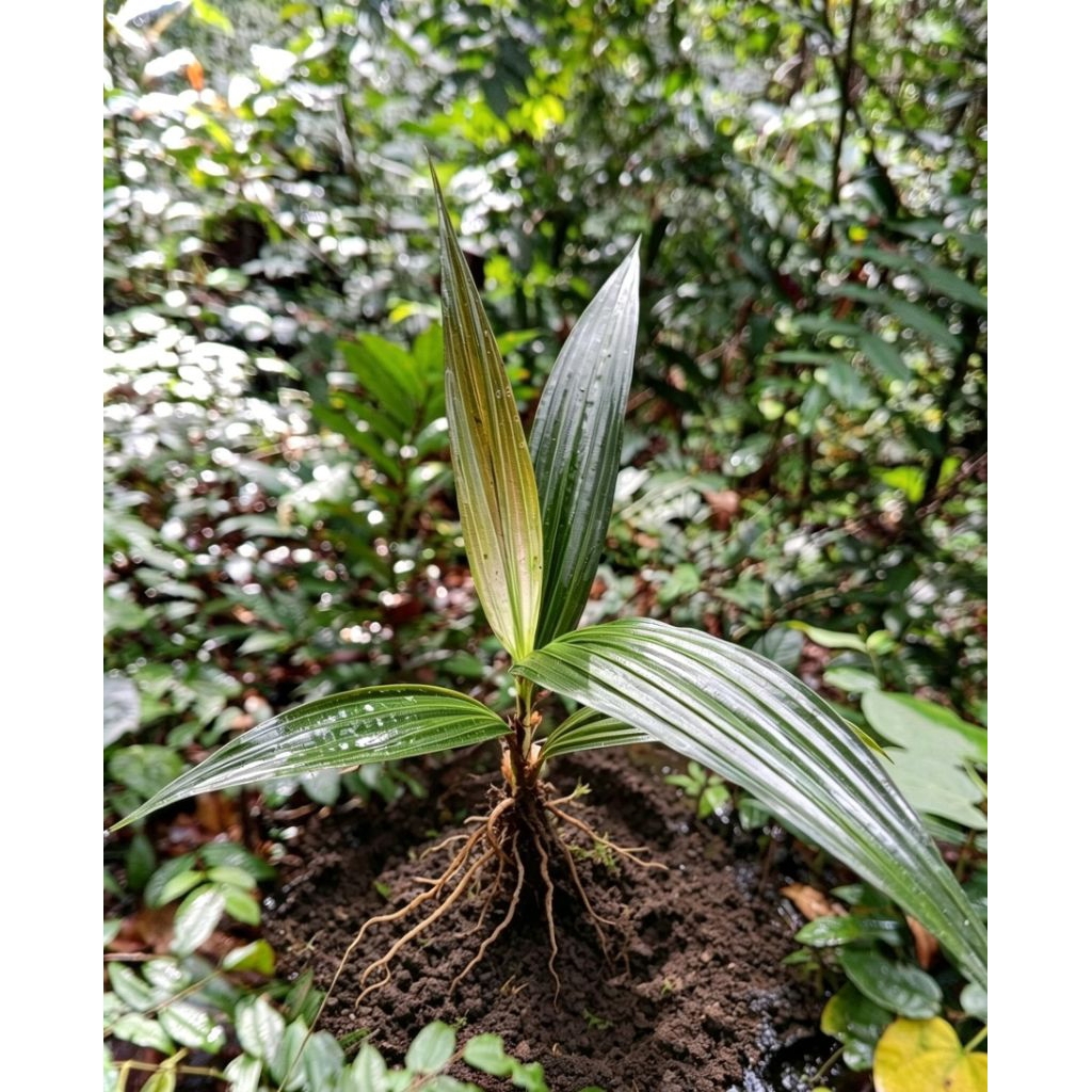 ardisia corcolinggo sp