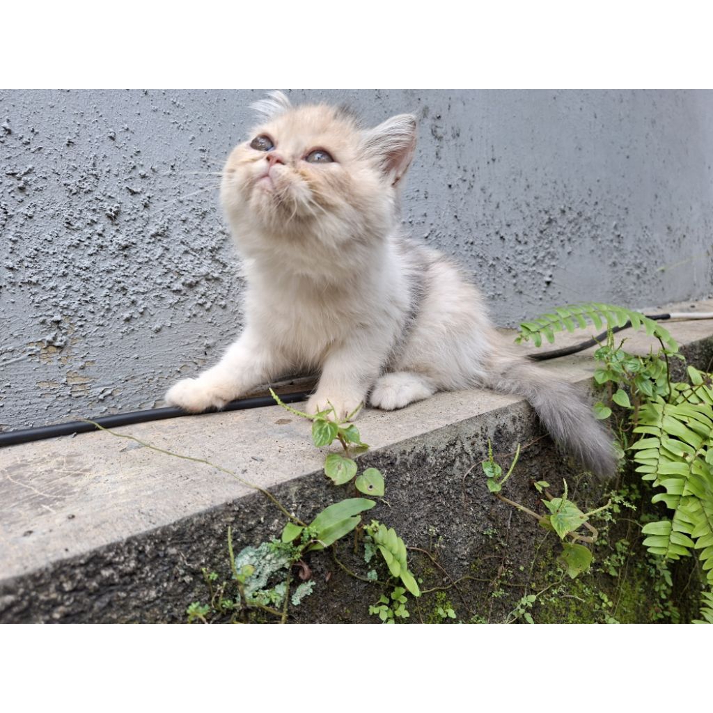 Kucing Persia Exotic Shorthair Flatnose