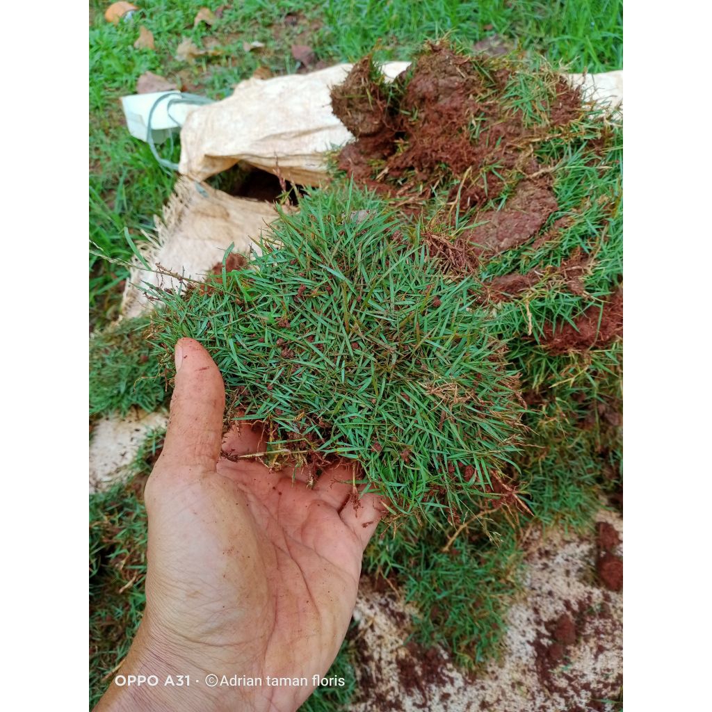 rumput jepang 1 meter pul