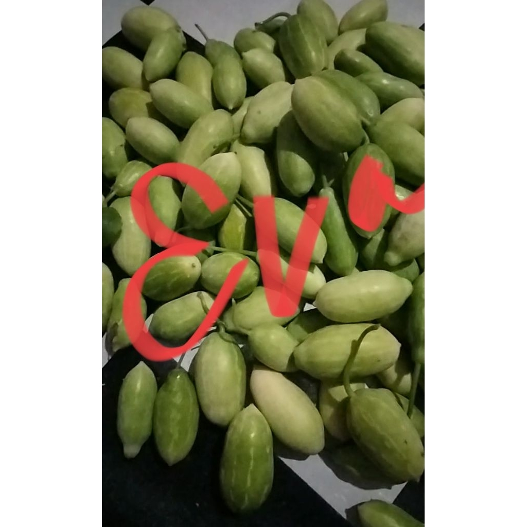 Buah Timun Tikus 1 Kg