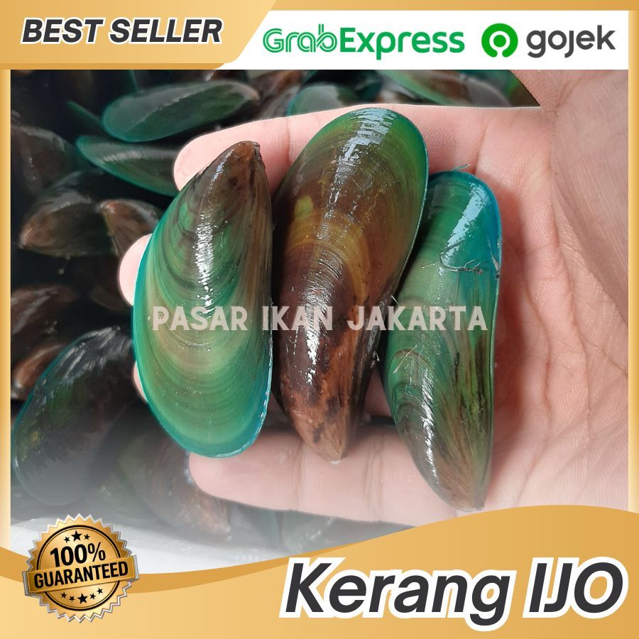 Kerang ijo 1 kg / kerang hijau / kijing / kerang hijau segar