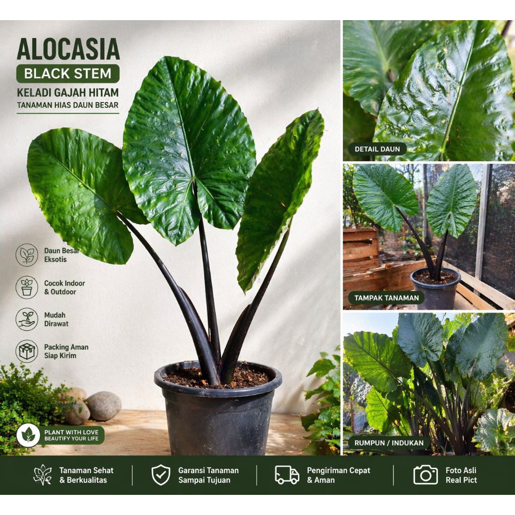 ALOCASIA MACRORRHIZA BLACK STEM - TANAMAN HIAS ANAKAN SENTE HITAM | UK 20-30 CM | SIAP TANAM