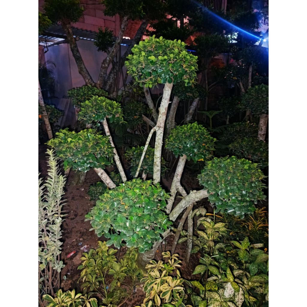 tanaman hias pohon bonsai dolar mikro / bonsai beringin dolar mikro