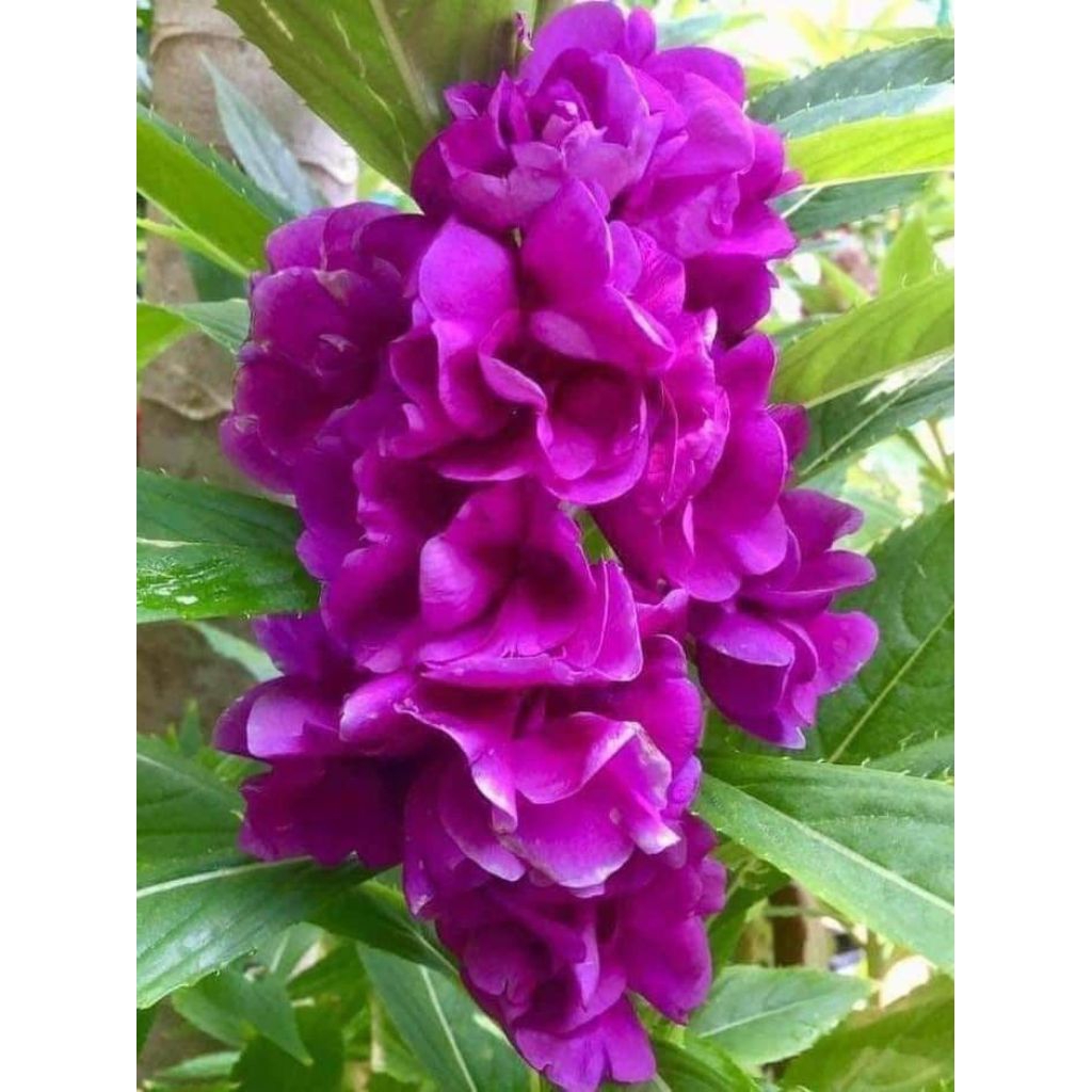 Bunga Pacar Air Mix Warna