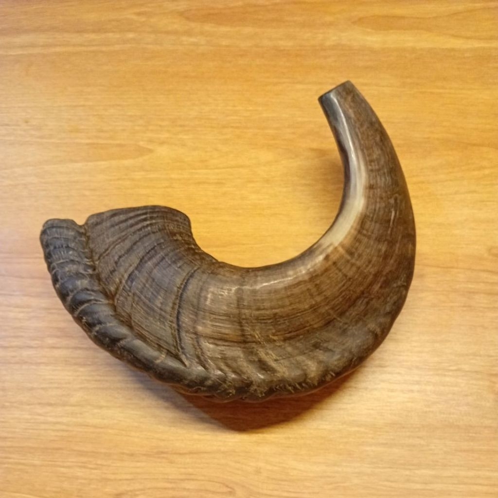 Shofar 15,5 inch sangkakala tanduk domba